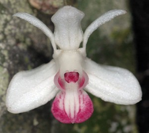 061018-orchid-photos_big