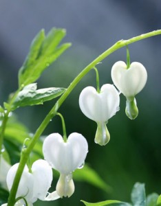 bleeding-heart-GEXPERT-de
