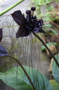 brief_orchid