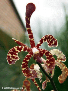 orchid