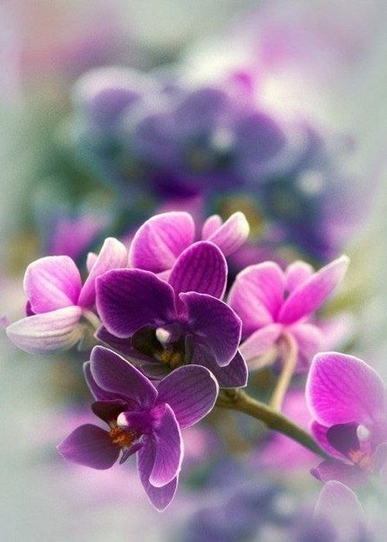 AMOokjccgh8