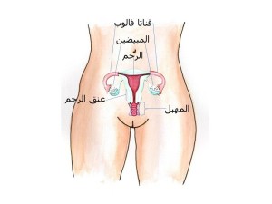 نصائح للإحتفاظ برائحة المهبل طيبة وعطرة